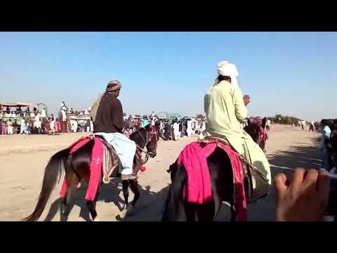 Ghoran jo mailo | Horse racing | Village Horse racing.