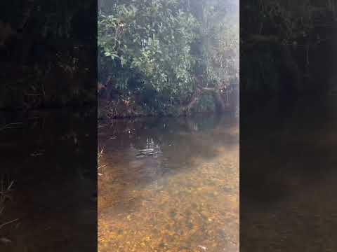 Naanu Putnanja❤️#raita #ravichandran #ravimama #viral #triending #babyshorts #kannada #kannadashorts