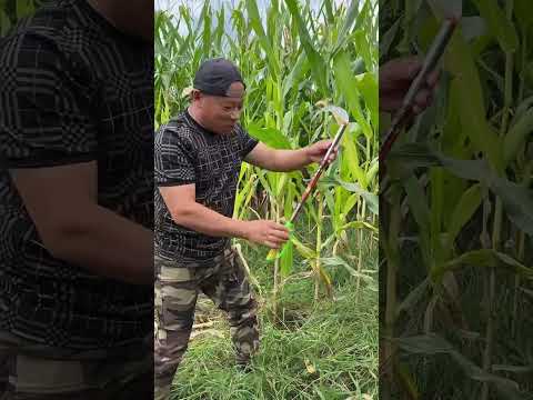 Rural Farmer of fields of bounty #16186