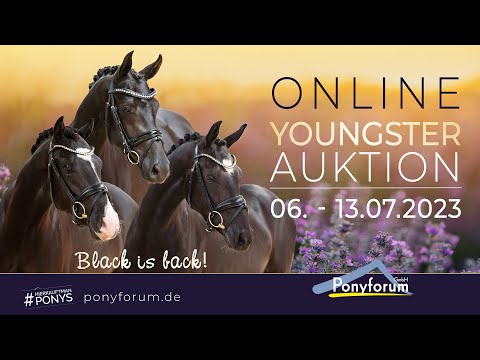 Naseweis Hengst 2021 v. Neverland WE / Bünteeichen Ricardo