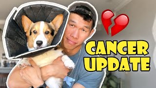Update on My Corgi's Cancer Treatment || Life After College: Ep. 743