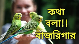 Download lagu বাজরিগার পাখি কি কথা বলে | বাজরিগার পাখির অজানা ৮ টি রহস্য | Amazing facts about budgies | পাখি পালন mp3