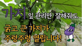 가지 잎 관리 방법(쓸모없는 잎을 제거하여 열매에 양분 집중!!)