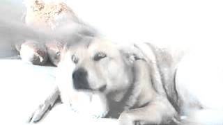 i love trash steven tyler