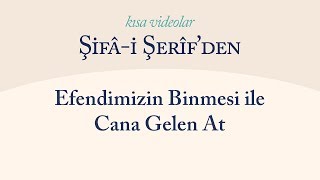 Kısa Video: Efendimizin Binmesi ile Cana Gelen At