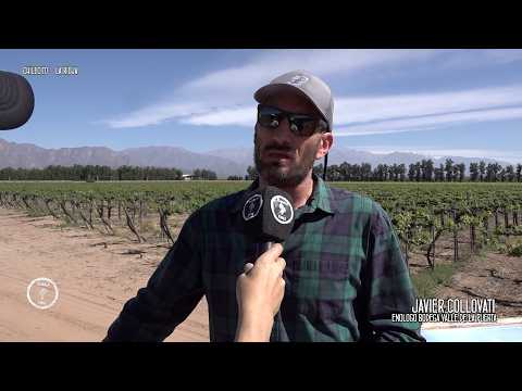 JAVIER COLLOVATI | ENOLOGO BODEGA VALLE DE LA PUERTA - LA RIOJA