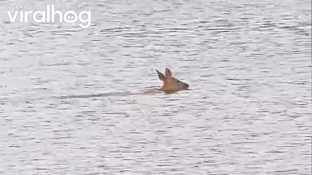 Unexpected Passerby While Fishing on Lake Winnipesaukee || ViralHog