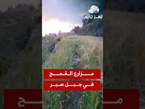 Yemeni Windows Media