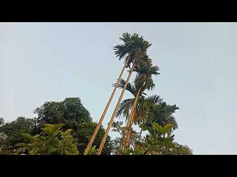 good morning Shishir bheja chocolate Gramin manoram Drishya. 🌿❤️😃