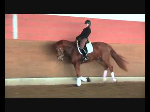 Belrio 4 j. Wallach von Belissimo M