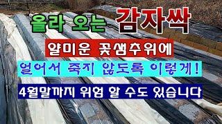 [텃밭농부 1,806]  올라 오는 감자싹이 꽃샘 추위에 얼어서 죽지 않도록 보호 해 주는 방법. 꽃샘추위는…