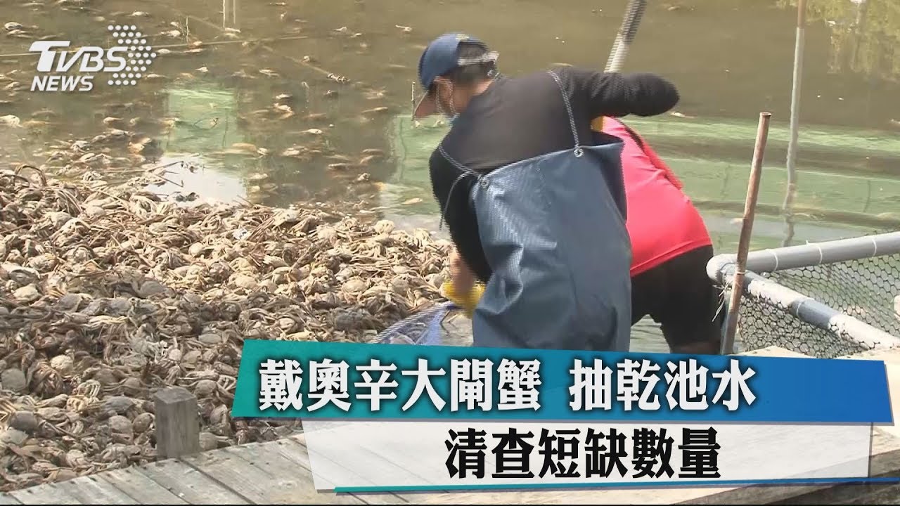 戴奧辛大閘蟹　抽乾池水清查短缺未外流
