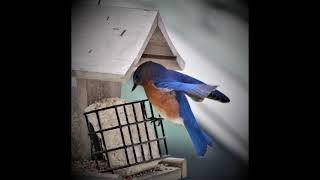 BECKI'S BLUEBIRD OF HAPPINESS