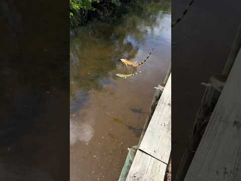 Olympic Iguanas 10/10 Dive!!!