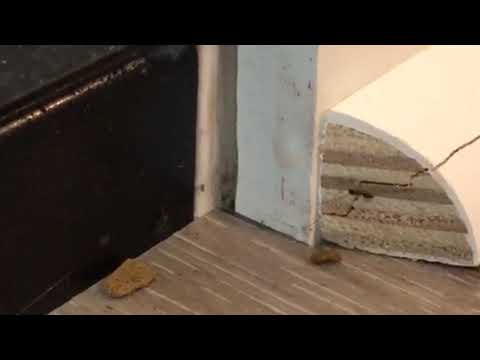 Carpenter Ants Saw Their Way Into a Home in Middletown, NJ