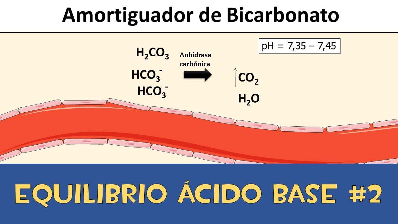 Equilibrio ácido base #2 💉 Amortiguador de los líquidos corporales