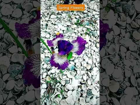 Spring Time Flowers in My Garden.