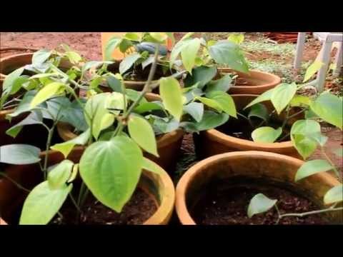 Bush pepper production