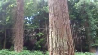 Dunster Estate, Dunster (Exmoor National Park, Somerset)