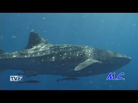 Tv7 con Voi del 11/02/2019 - Andiamo in Papua (2 di 3)