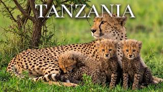 Beyond the Serengeti: The Most Breathtaking Wildlife Ecosystem on Earth | WIILD DOCUMENTARY
