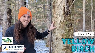 Tree Talk: Yellow Birch