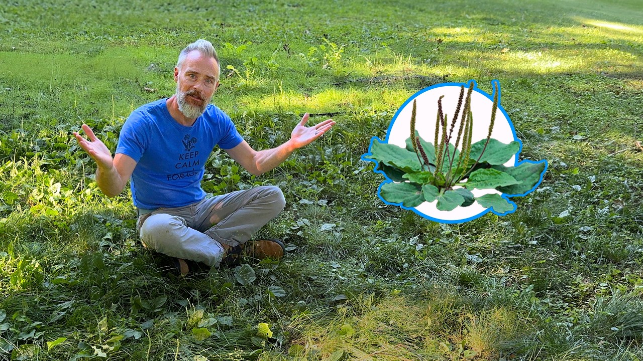 NOT a Weed: STOP Killing This Shockingly Useful Plant