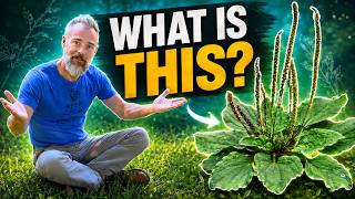 NOT a Weed: STOP Killing This Shockingly Useful Plant