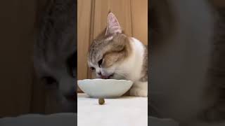 Download lagu Ziggi Si Kucing Gembul 33 | Makanan Pergi #cat #hewan #kucing #lucu #peliharaan #ziggy #yuki #fyp mp3 Download lagu Ziggi Si Kucing Gembul 33 | Makanan Pergi #cat #hewan #kucing #lucu #peliharaan #ziggy #yuki #fyp mp3