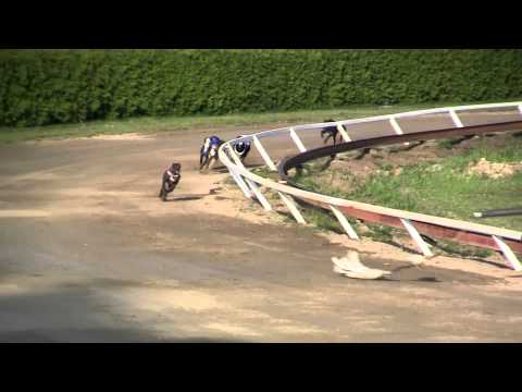 FA - whippet fena, Mistrovství Slovenska, Rábapatona 20.5.2012