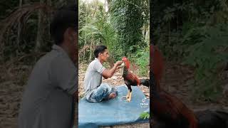 Download lagu 🔴Story wa - ayam aduan disuapin majikannya,,,!! mp3