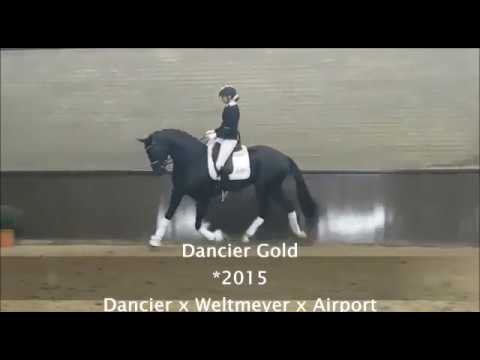 Dancier Gold Hengstvorführung Stal Tewis