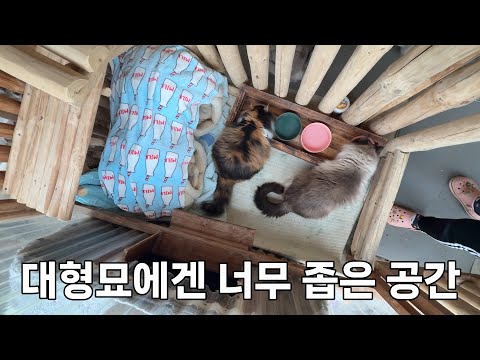 좁은 공간에 군식구로 끼어 살던 거대 고양이들, 이제는 넓고 편안한 공간에서 쉴 수 있게 되었어요.
