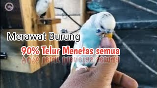Download lagu TERNAK PARKIT..!!! Agar Telur bisa Menetas semua mp3