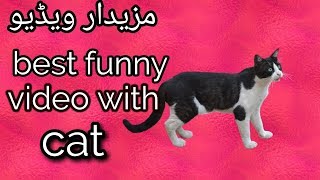 It&#39;s TIME for SUPER LAUGH! - Best FUNNY CAT videos by Best Evergreen