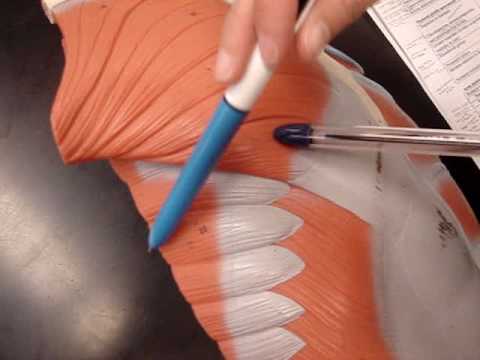 Human Anatomy 361 Muscle - Body