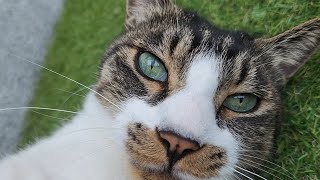 고니대장의 일상을 살펴보자 (번외 : 이백이는 쩜돌이가 귀찮아)