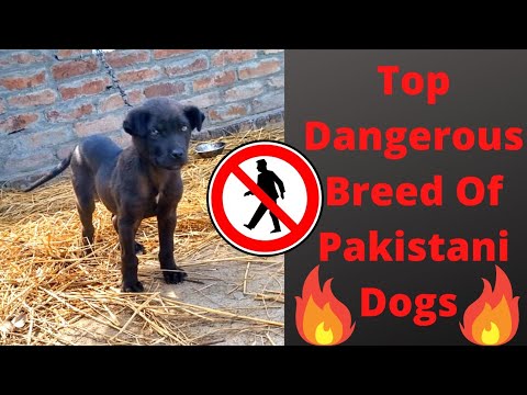 Top dangerous dog breed in Pakistan | #dog #guarddog #bullydogs #dogtraining