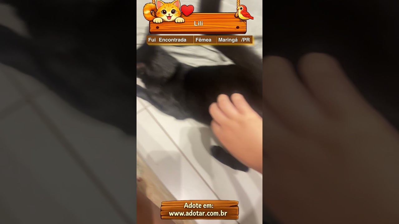Gato raça SRD-ViraLata idade 1 ano nome Lili