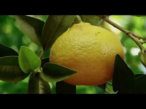 The Beauty of Pollination