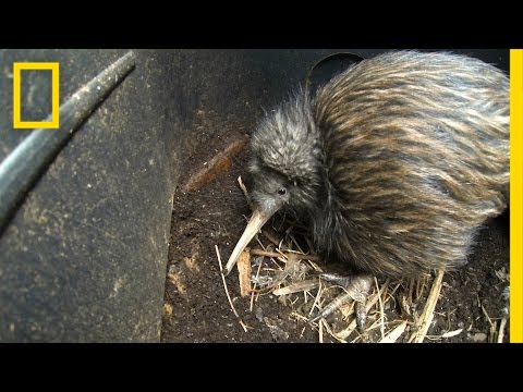 image-Does New Zealand have any predators?