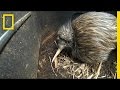 Bizarre, Furry Kiwi Bird Gets a Closer Look 