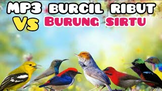 Download lagu Suara Pikat Burcil Ribut Kombinasi Sirtu Kejepit Anti Puyeng😆 mp3