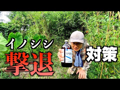 イノシシを追い払うにはどうすればいいですか？野生の豚を狩るための強力なイノシシよけのトップ 4 ソリューション  庭園