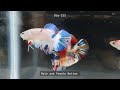 Betta fish growth from day 1 to 5 months #Betta