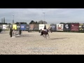 Shariva 2nd Place 6 Years Old Class CSI Bonheiden