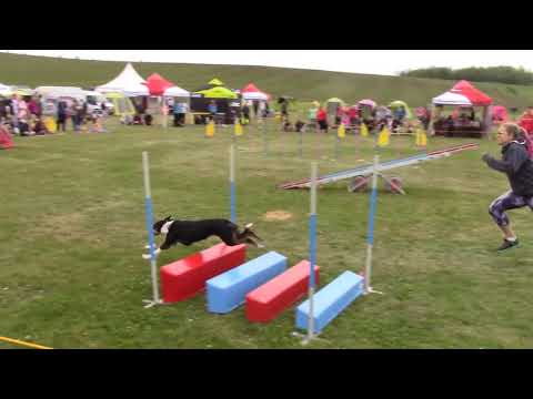 Taiva at Czech Border Collie Championship 2019