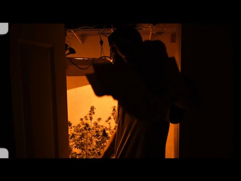 KA$H KU$H - BLUE CHEE$E (OFFICIAL VIDEO)