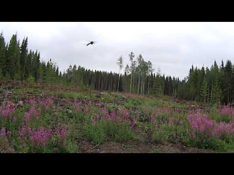 Metsolan Metsäkoulu 133 - Pohdintaa säästöpuista.