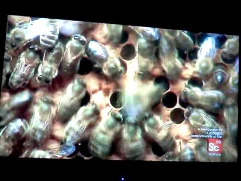 Paggamot ng halamang-singaw sa iyong toes iodine paa Halamang-singaw sintomas para sa mga bata mga paa